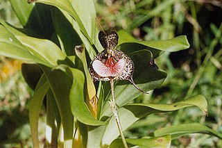 <i>Dracula chestertonii</i> Species of orchid