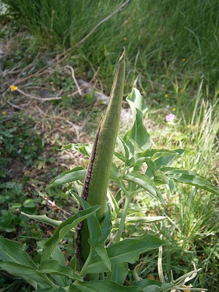 File:Dracunculus vulgaris RHu 02.JPG