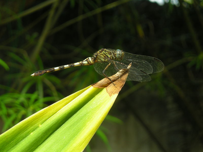 File:Dragonfly on leaf.jpg