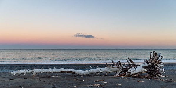 Driftwood on the beach north of Kaikoura, Canterbury, New Zealand