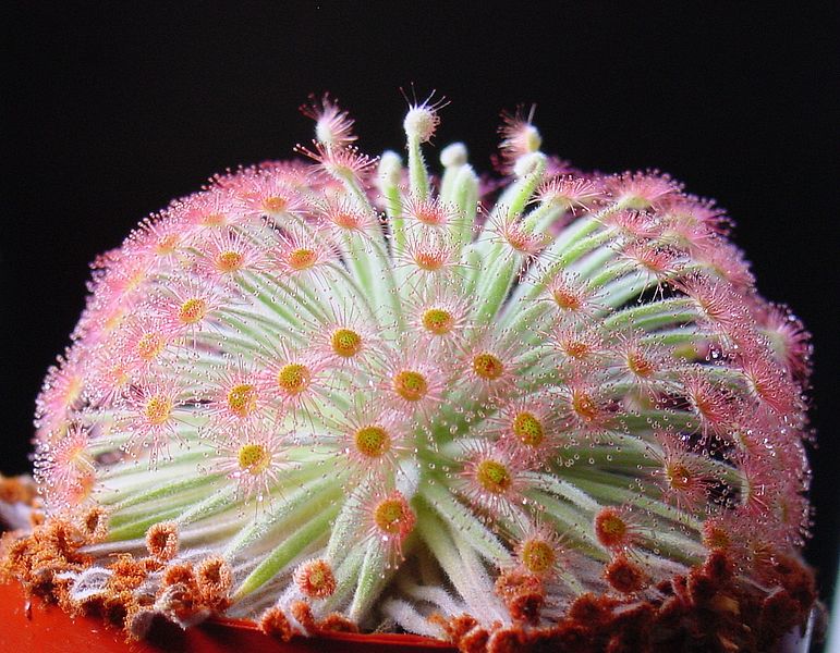 File:Drosera derbyensis ne1.JPG