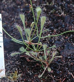 Drosera nidiformis habit.jpg