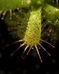 Drosera trinervia 2 Darwiniana.jpg