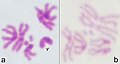 Mitotic metaphase chromosomes