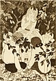 Dulaurens - Imirce, ou la Fille de la nature, 1922 - Illustration-01.jpg