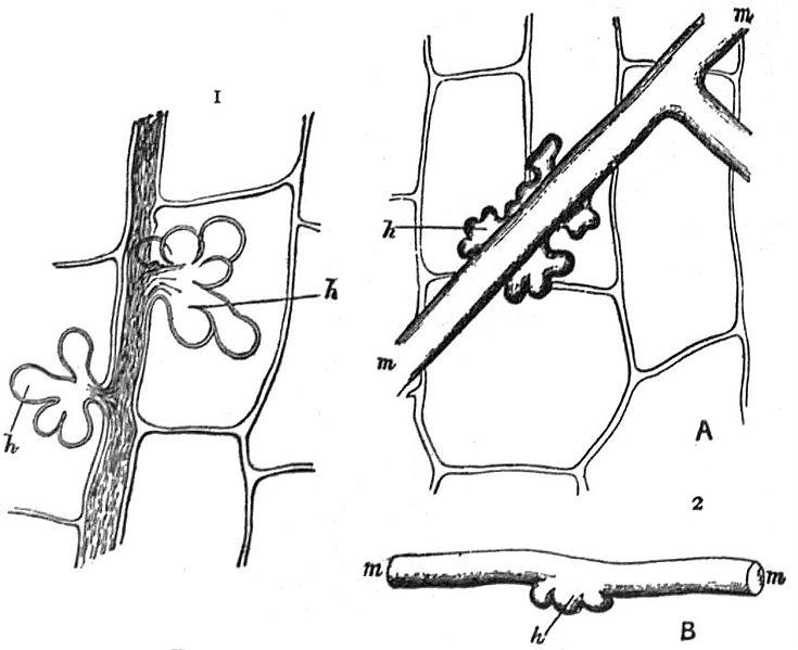 File:EB1911 Fungi - Peronospora parasitica and Erysiphe.jpg