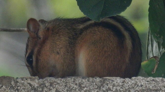 Eastern Chipmunk (Tamias striatus)