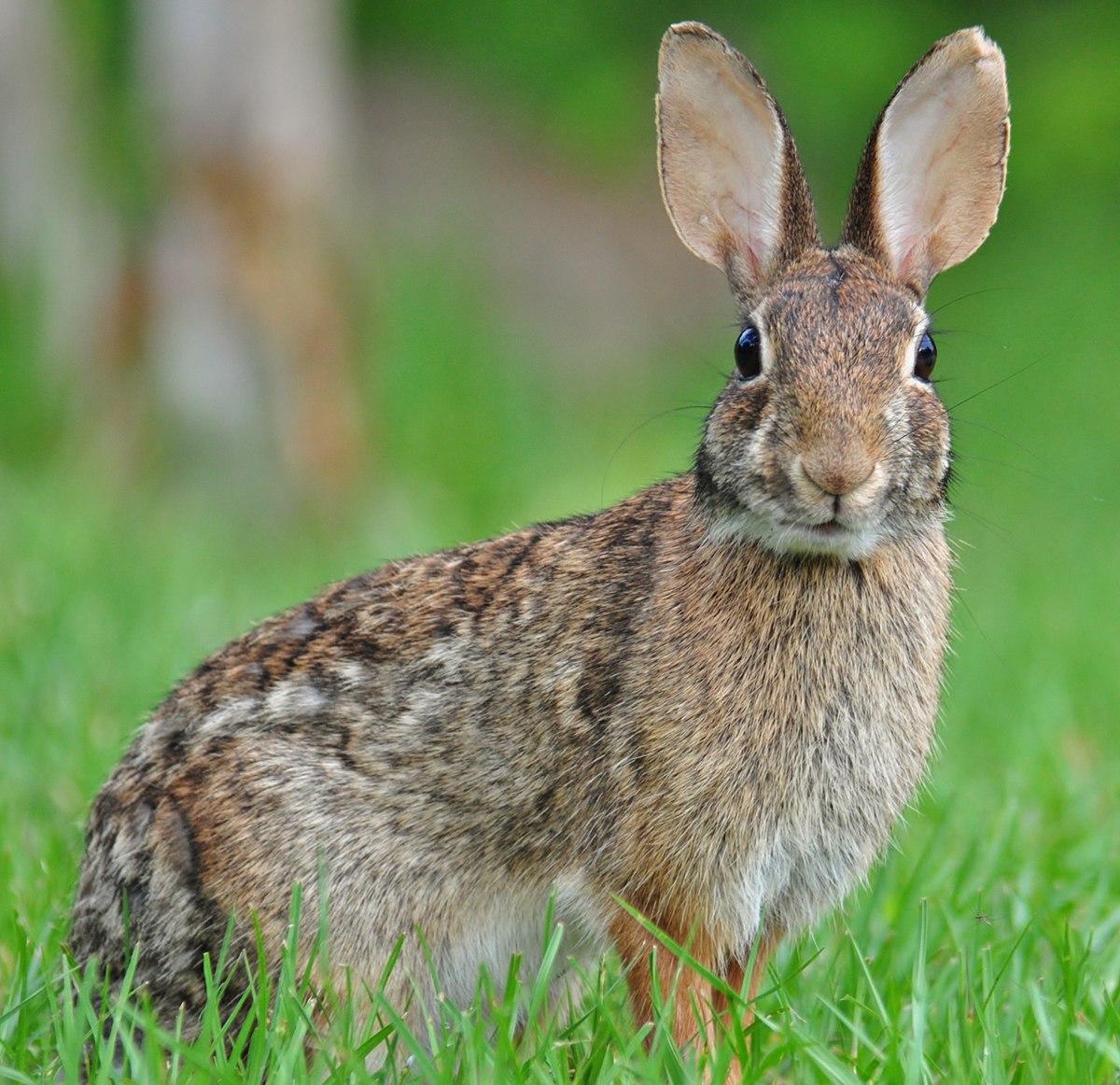 wild baby rabbits