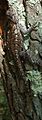 Eastern Fence Lizard on Tree.jpg