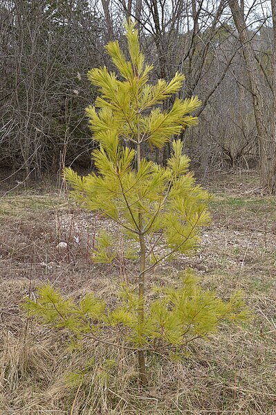 File:Eastern White Pine (Pinus strobus) - Guelph, Ontario 2020-04-12.jpg