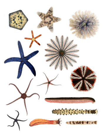 Echinodermata