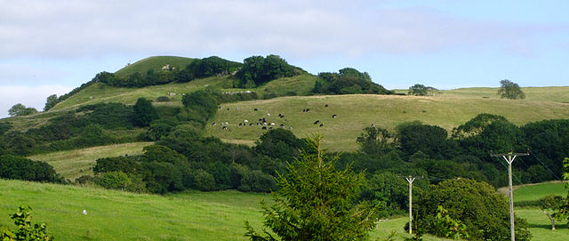 Eggardon Hill, an English Hardy and the highest point on the South Dorset Downs