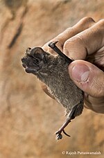 Thumbnail for Egyptian free-tailed bat