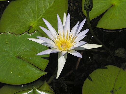 Egyptian Museum - Lotus flower in front pond