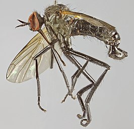 Empis lucida