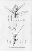 Epidendrum paranaense