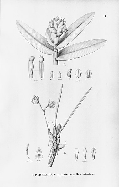 File:Encyclia bracteata (as Epidendrum bracteatum) -and Epidendrum paranaense (as Epidendrum imbricatum Lindl.)-Fl.Br.3-5-14.jpg