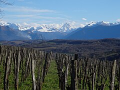 Foto di un paesaggio di montagne e colline, in primo piano delle vigne.