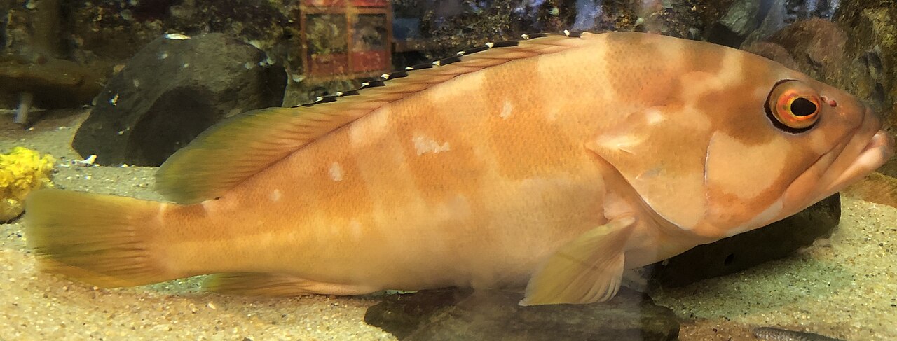 アカハタ の生態と飼い方 生物学の博物館学芸員が分布 餌と適正な水温 水槽サイズを解説 里海web科学館 水族館 動物園 昆虫館 栄養 スポーツ科学 デジタル図鑑