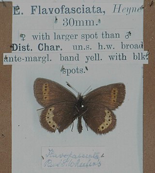 <span class="mw-page-title-main">Yellow-banded ringlet</span> Species of butterfly