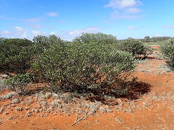 E. tietkensii growing west of Gascoyne Junction Eremophila tietkensii (habit).jpg