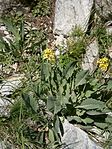 Erysimum rhaeticum 003. jpg