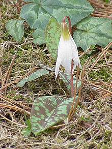 Erythronium dens-canis, exemplaire « albinos » accompagné en arrière-plan de Cyclamen hederifolium