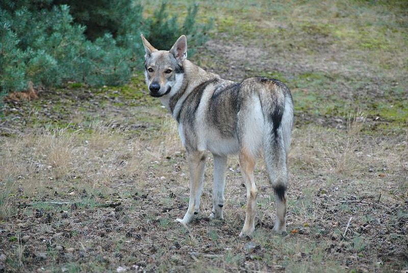 File:Eska der Tschechoslowakische Wolfhund im Wald 2.jpg