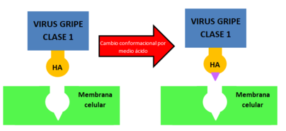 HA-célula humana