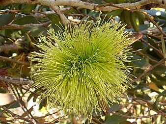 flower Eucalyptus lehmannii (flower).JPG