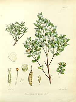 Pikkueukryfia (Eucryphia milliganii)