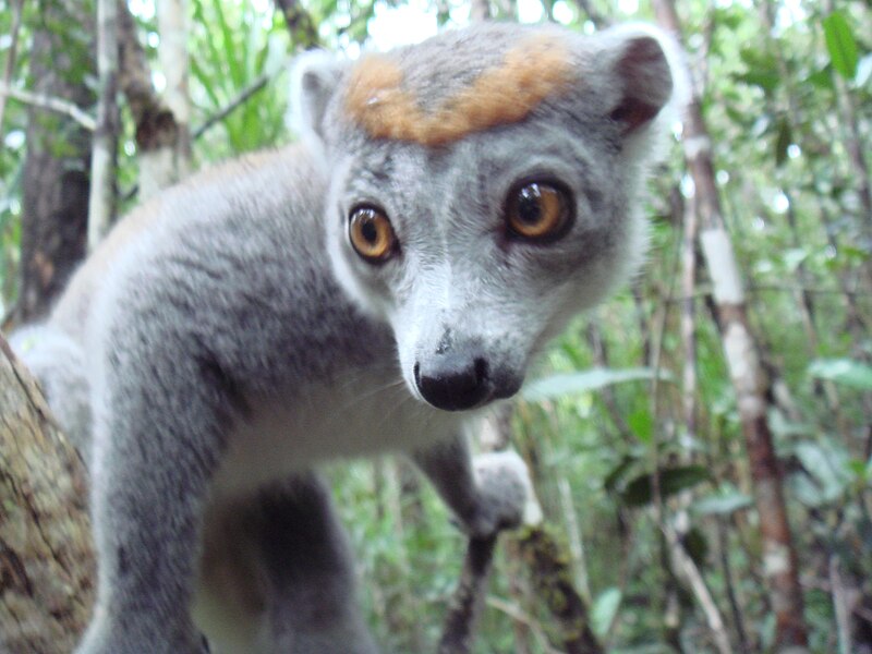 Eulemur coronatus Ankanin'ny Nofy - 29.jpg