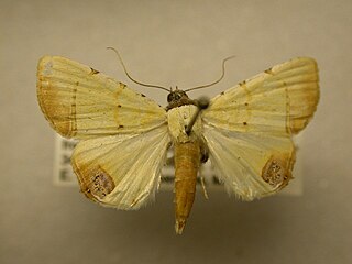 <i>Eulepidotis micca</i> Species of moth