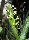 Euphorbia antiquorum (Euphorbia mayuranathanii) - Botanischer Garten - Heidelberg, Germany - DSC01386.jpg