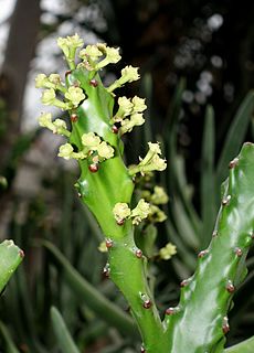 <i>Euphorbia antiquorum</i> Species of succulent