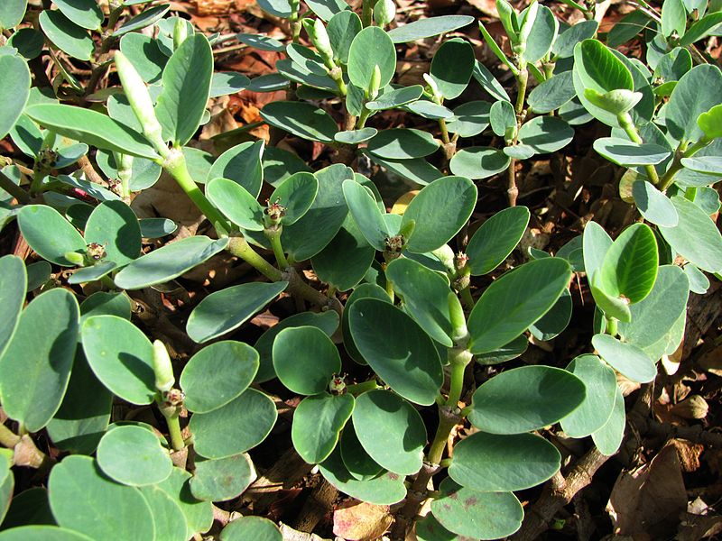 File:Euphorbia celastroides var. laehiensis (4822639058).jpg