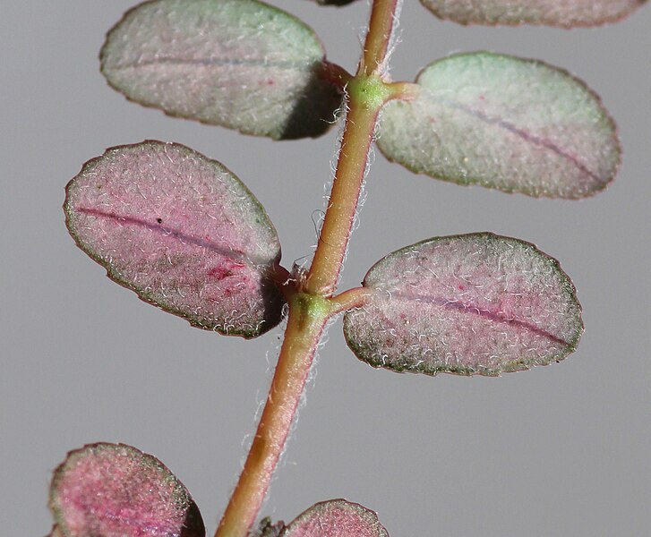 File:Euphorbia maculata leaf (07).jpg