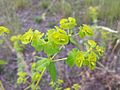 Inflorescence