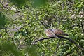 European Turtle Dove (4782231254).jpg