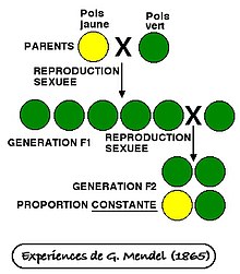 Dominance g n tique Wikip dia