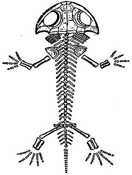 Branchiosaurus