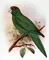 Extinctbirds1907 P16 Conurus labati0313-cropped.jpg