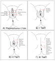 Thumbnail for version as of 05:16, 6 February 2024