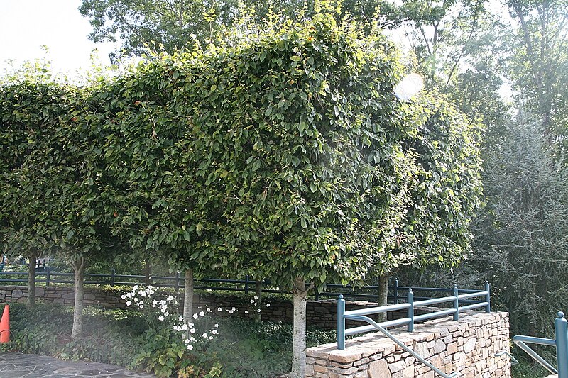 File:Fagus grandifolia 15zz.jpg