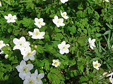 Falsche Rue Anemone.jpg