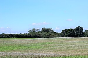 The wooded knoll of the Faselberg from the east