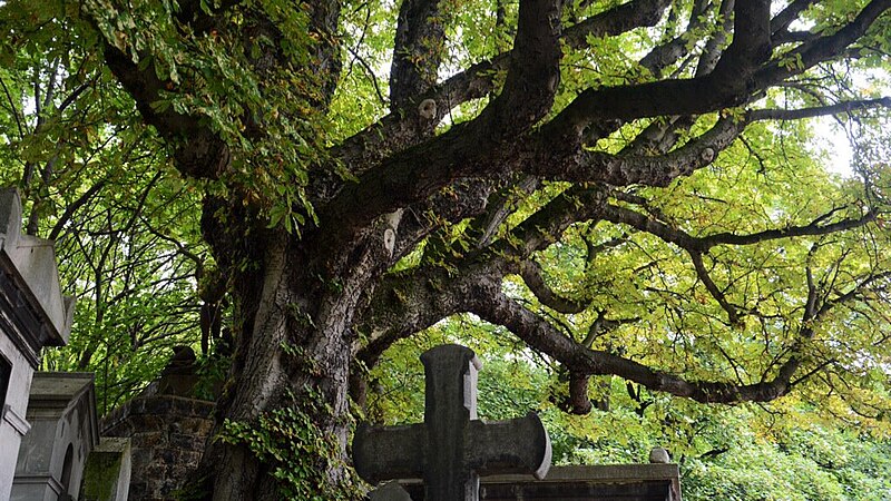 File:Faune du Cimetière du Père-Lachaise.jpg