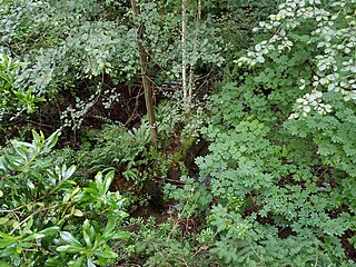 <span class="mw-page-title-main">Fauntleroy Creek</span>