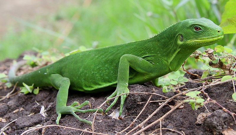 File:Female Gau Iguana, Fiji.jpg