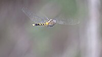 Female Orthetrum boumiera flying (49698631287).jpg